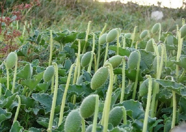 Foto - İbn-i Sina'nın bin yıllık reçetesi! Bu yöntem sayesinde migrene 'Elveda' diyeceksiniz