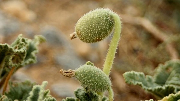 Foto - İbn-i Sina'nın bin yıllık reçetesi! Bu yöntem sayesinde migrene 'Elveda' diyeceksiniz
