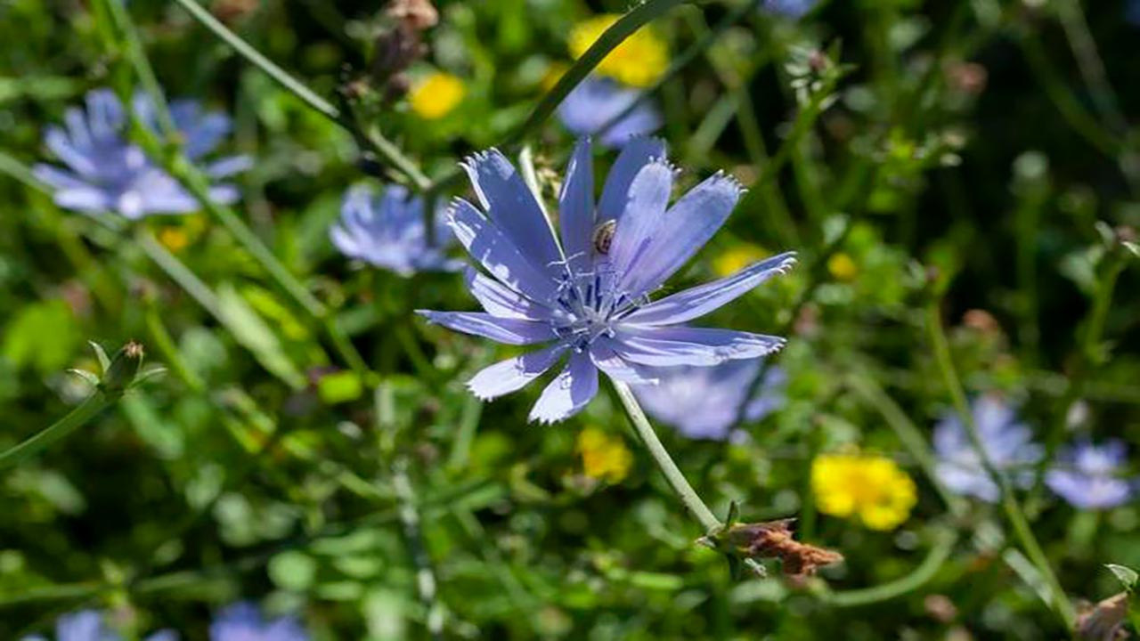 Foto - İbn-i Sina'nın bin yıllık şifası! Kemik erimesini engelliyor, yol kenarında bile yetişiyor