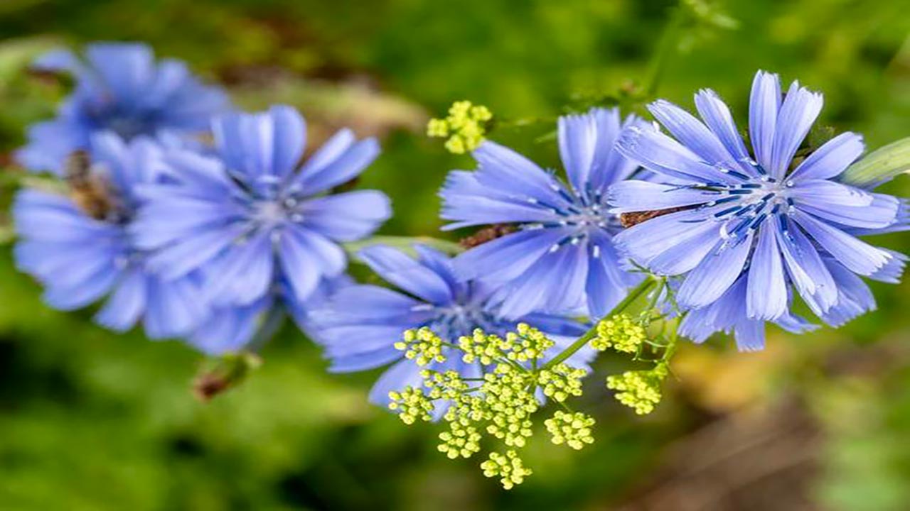 Foto - İbn-i Sina'nın bin yıllık şifası! Kemik erimesini engelliyor, yol kenarında bile yetişiyor