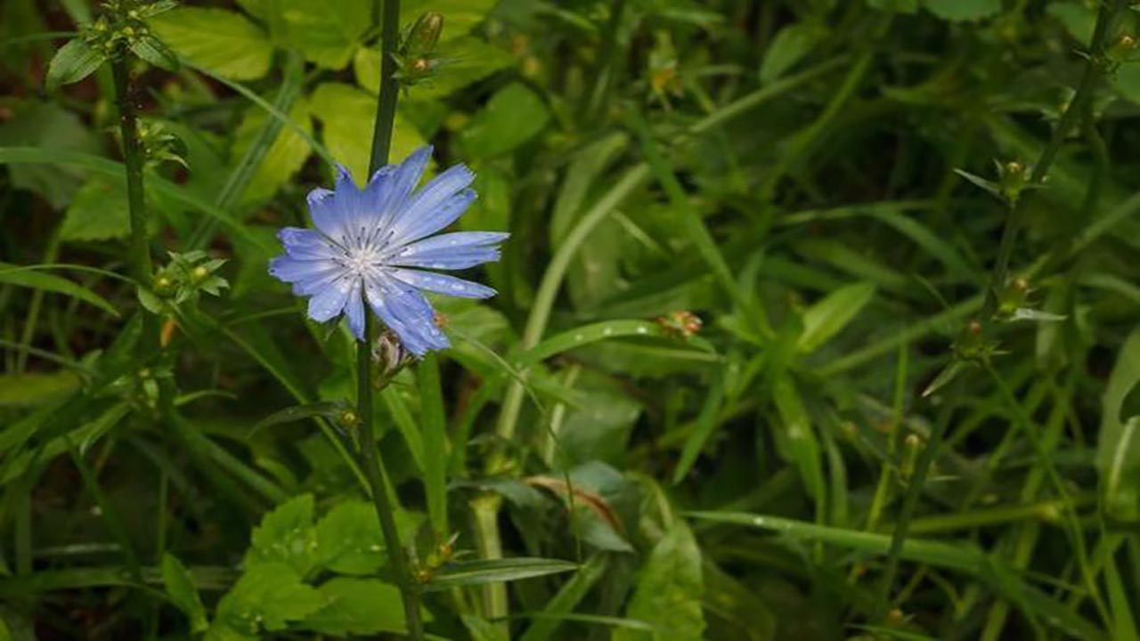 Foto - İbn-i Sina'nın bin yıllık şifası! Kemik erimesini engelliyor, yol kenarında bile yetişiyor