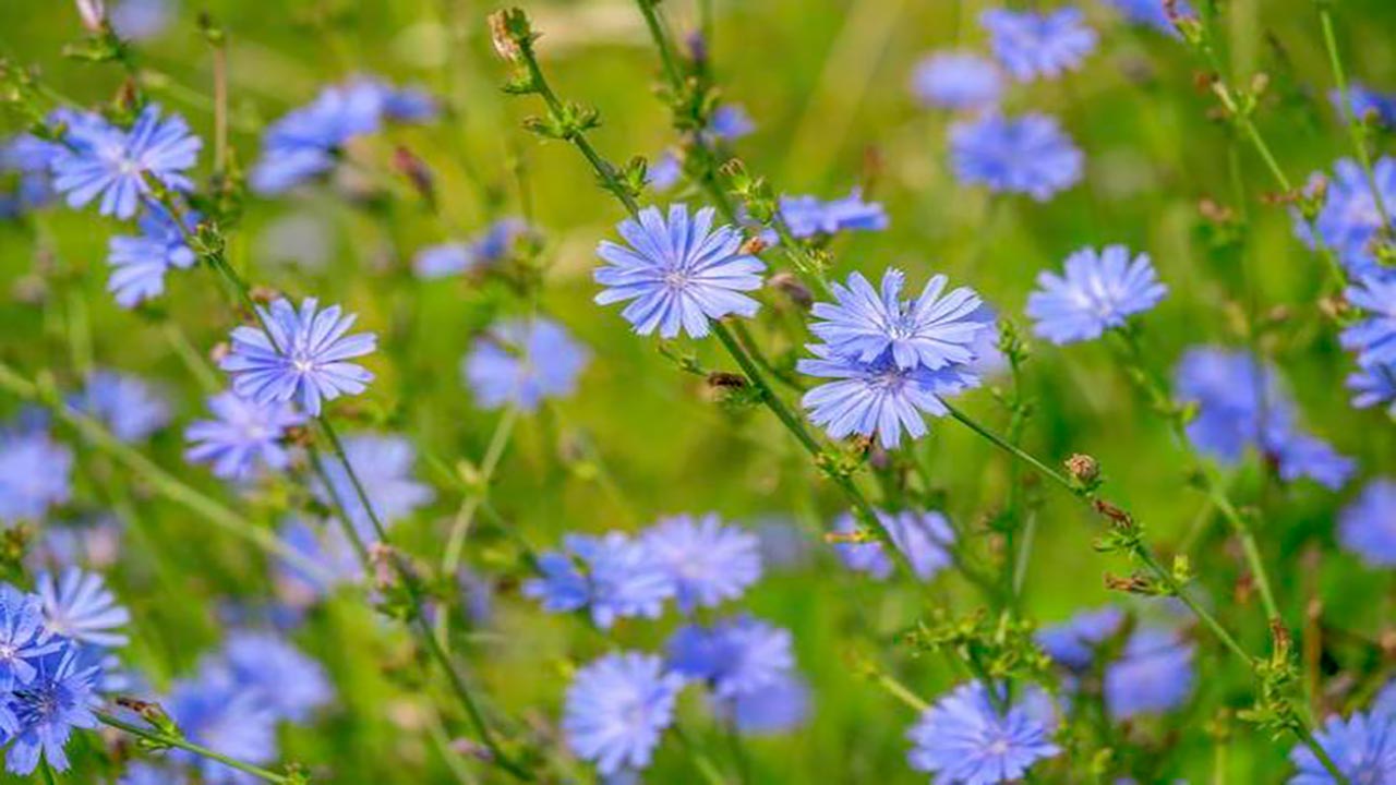 Foto - İbn-i Sina'nın bin yıllık şifası! Kemik erimesini engelliyor, yol kenarında bile yetişiyor