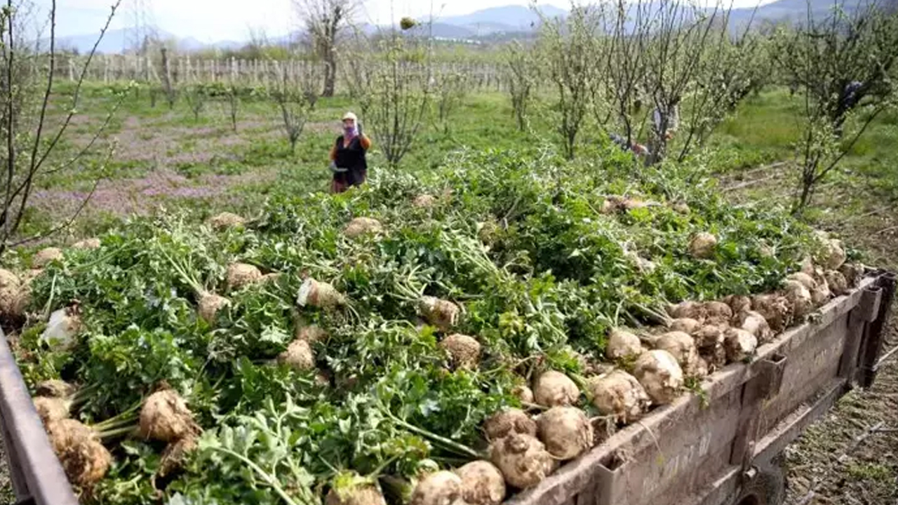 Foto - İbn-i Sina'nın favorisi! Karaciğerdeki toksinlerin kökünü kurutuyor: Her derde deva reçetesi