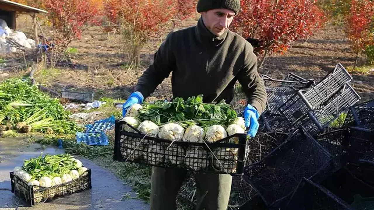 Foto - İbn-i Sina'nın favorisi! Karaciğerdeki toksinlerin kökünü kurutuyor: Her derde deva reçetesi