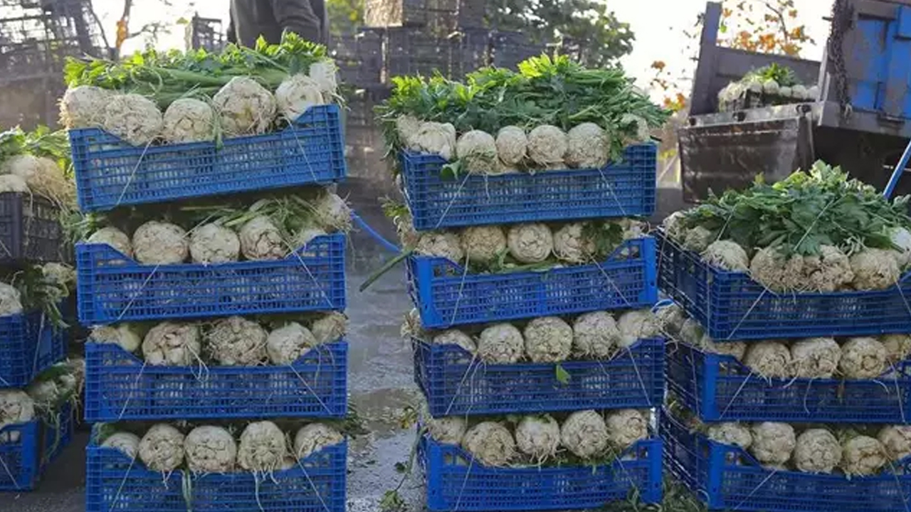 Foto - İbn-i Sina'nın favorisi! Karaciğerdeki toksinlerin kökünü kurutuyor: Her derde deva reçetesi