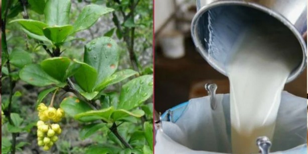 Foto - İbn-i Sina'nın günümüzde sık rastlanan hastalıklar için verdiği 8 şifalı tarif: Yiyen şifasına şaştı kaldı! Bakın ne