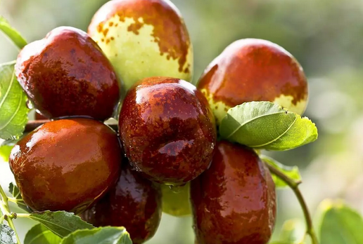 Foto - İbn-i Sina'nın her derde deva reçeteleri: önerdiği hünnap çayının faydaları nelerdir? Herkes yapsın