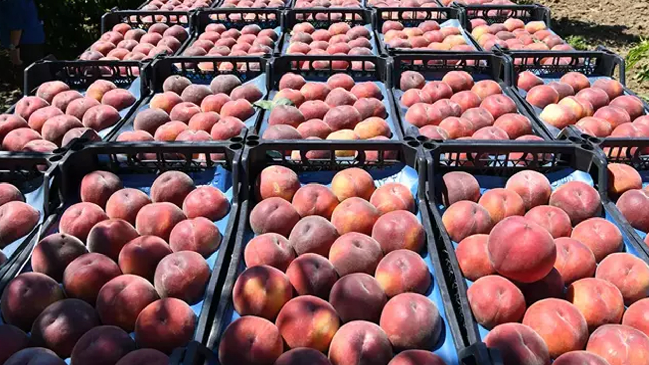 Foto - İbn-i Sina'nın kitabından bin yıl önce çıktı: Şeftali suyu şifa dağıtıyor, migren ve kulak ağrısının kökünü kurutuyor! Şifa kaynağı