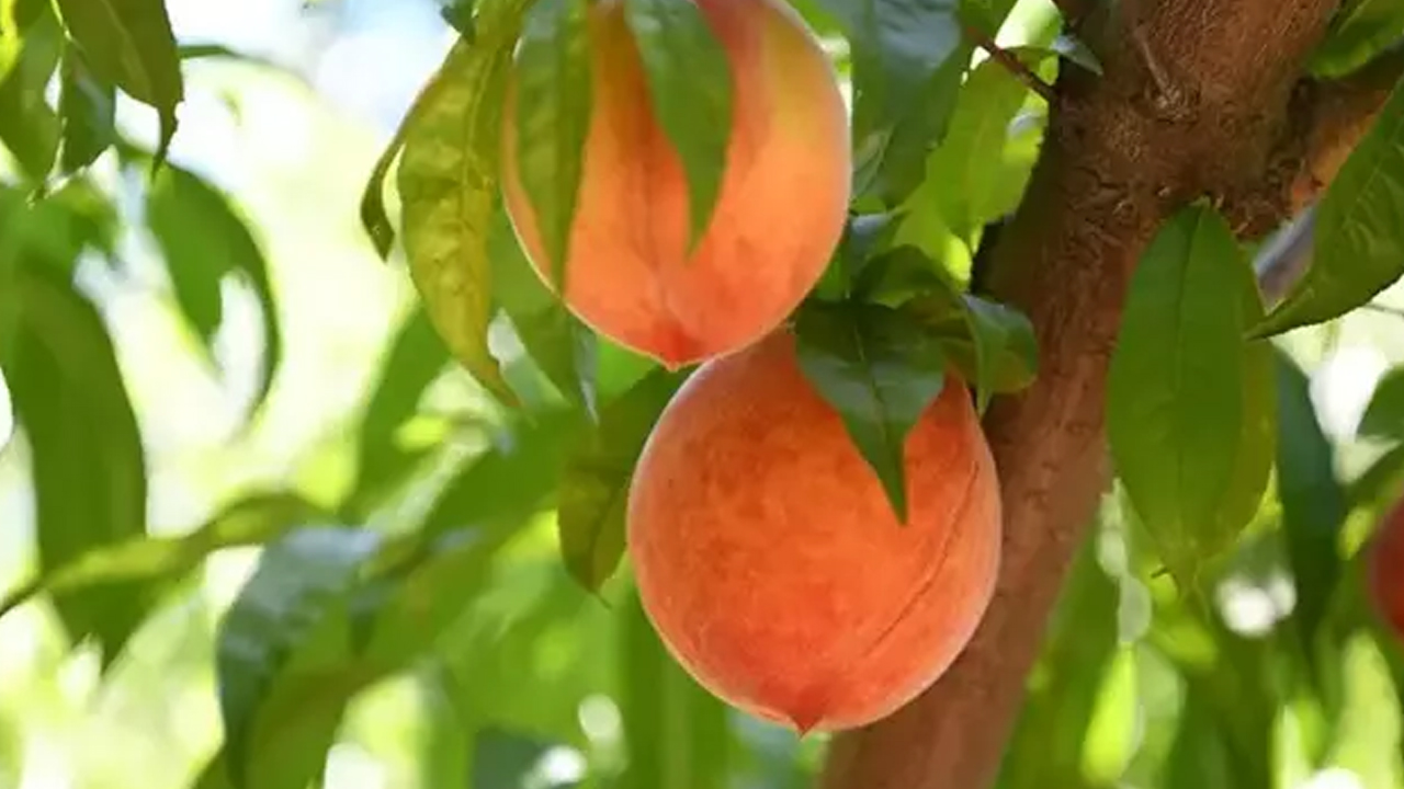Foto - İbn-i Sina'nın kitabından bin yıl önce çıktı: Şeftali suyu şifa dağıtıyor, migren ve kulak ağrısının kökünü kurutuyor! Şifa kaynağı