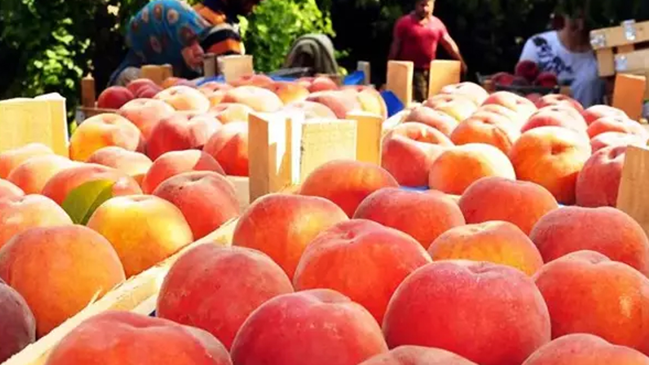 Foto - İbn-i Sina'nın kitabından bin yıl önce çıktı: Şeftali suyu şifa dağıtıyor, migren ve kulak ağrısının kökünü kurutuyor! Şifa kaynağı