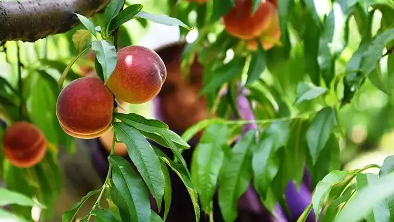Foto - İbn-i Sina'nın kitabından bin yıl önce çıktı: Şeftali suyu şifa dağıtıyor, migren ve kulak ağrısının kökünü kurutuyor! Şifa kaynağı