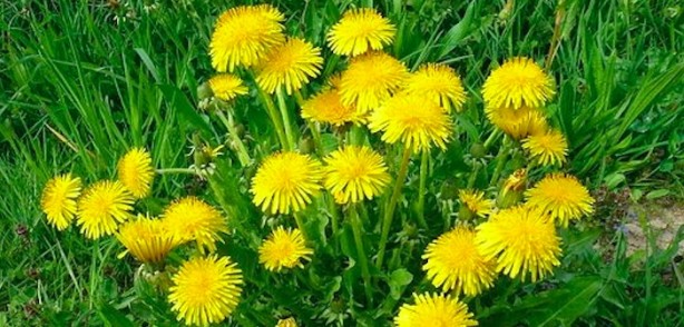 Foto - İbn-i Sina'nın şeker hastalığına şifa olan tavsiyesi