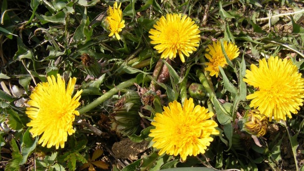 Foto - İbn-i Sina'nın şeker hastalığına şifa olan tavsiyesi