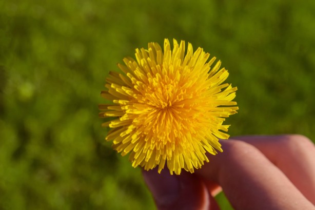 Foto - İbn-i Sina'nın şeker hastalığına şifa olan tavsiyesi