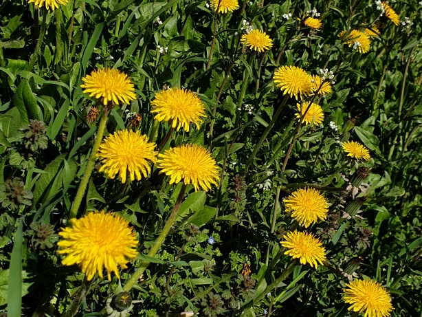 İbn-i Sina'nın şeker hastalığına şifa olan tavsiyesi