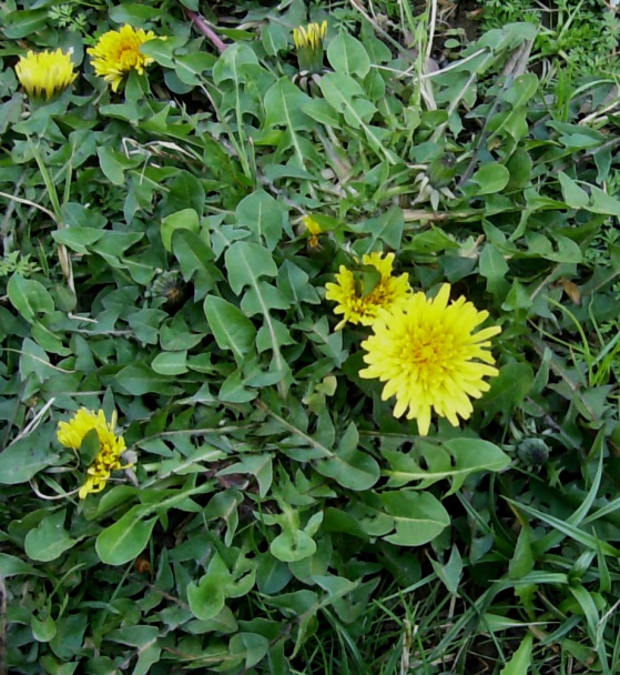 Foto - İbn-i Sina'nın şeker hastalığına şifa olan tavsiyesi