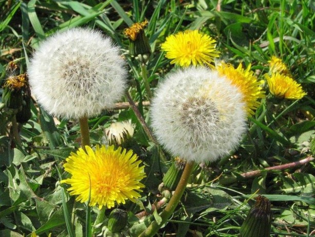 Foto - İbn-i Sina'nın şeker hastalığına şifa olan tavsiyesi
