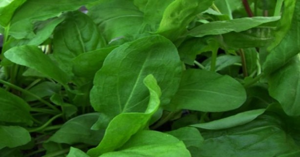 Foto - İbn-İ Sina'nın tavsiye ettiği süper besin nelerdir?