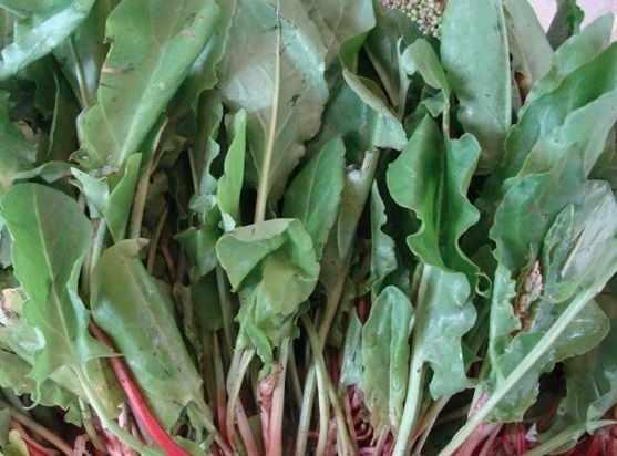 Foto - İbn-i Sina'nın tavsiye ettiği vücudu dipçik gibi yapan besinler! Öyle bir şey ki, her an vücudu baştan aşağı temizliyor