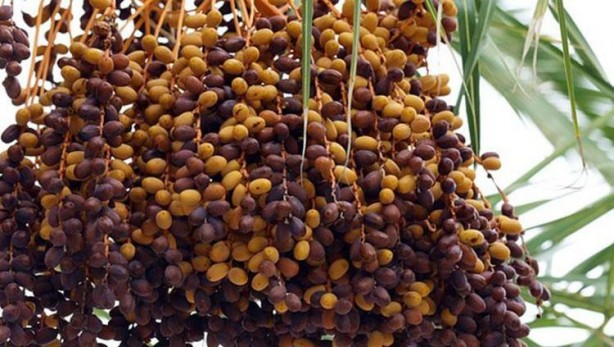 Foto - İbrahim Saraçoğlu açıkladı! Kaynar suya atıp karıştırın olacakları izleyin