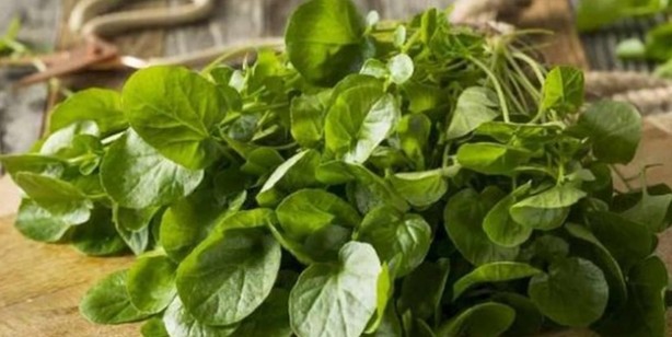 Foto - İbrahim Saraçoğlu akciğer kanseri kür tarifleri: Tere kürü, zencefilli kür akciğerleri temizliyor, kanserden koruyor!