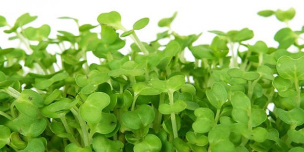 Foto - İbrahim Saraçoğlu akciğer kanseri kür tarifleri: Tere kürü, zencefilli kür akciğerleri temizliyor, kanserden koruyor!