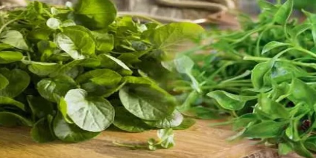 Foto - İbrahim Saraçoğlu akciğer kanseri kür tarifleri: Tere kürü, zencefilli kür akciğerleri temizliyor, kanserden koruyor!