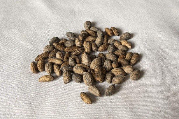 Foto - İbrahim Saraçoğlu ile sağlıklı yaşam: Öyle bir şeye iyi geliyor ki... Zeytinin çekirdeğini sakın çöpe atmayın