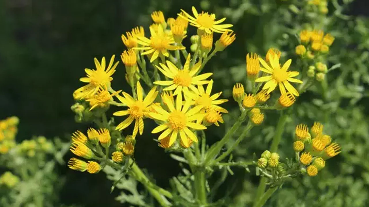 Foto - İbrahim Saraçoğlu ısrarla öneriyor: Yüzlerce yıllık doğal öksürük şurubu! 