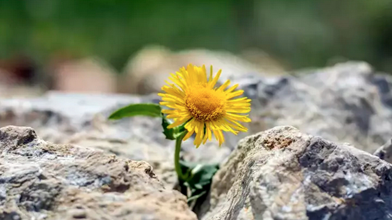 Foto - İbrahim Saraçoğlu ısrarla öneriyor: Yüzlerce yıllık doğal öksürük şurubu! 