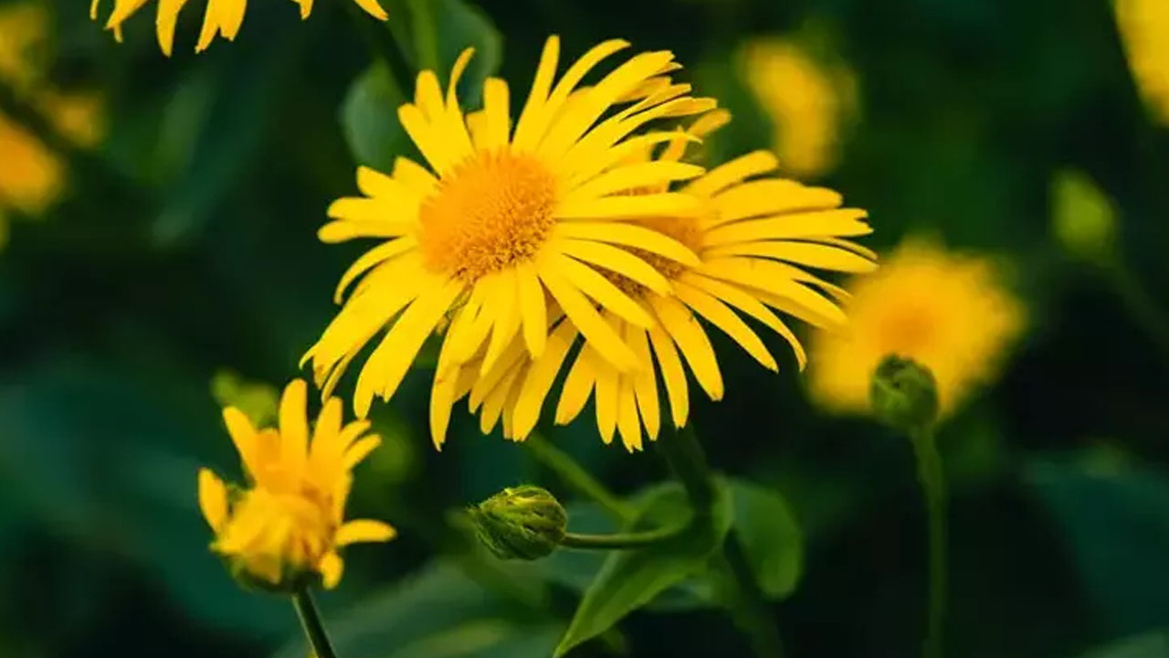 Foto - İbrahim Saraçoğlu ısrarla öneriyor: Yüzlerce yıllık doğal öksürük şurubu! 