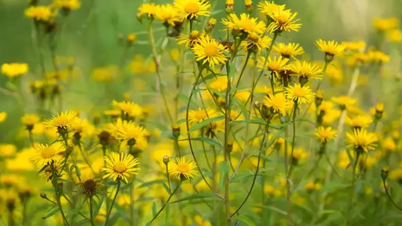 Foto - İbrahim Saraçoğlu ısrarla öneriyor: Yüzlerce yıllık doğal öksürük şurubu! 