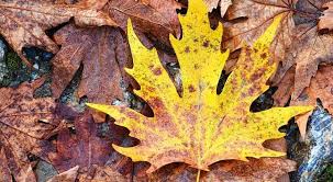 Foto - İbrahim Saraçoğlu ısrarla tavsiye ediyor! O bitkide: Karaciğeri temizleyip kabızlığın kökünü kazıyor! 