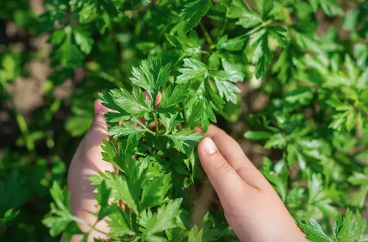 Foto - İbrahim Saraçoğlu karaciğeri yeniden doğmuş gibi yapan besini açıkladı: Bu tarifi deneyende ne toksin ne yağ kalıyor