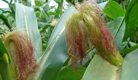 Foto - İbrahim Saraçoğlu öneriyor: Günde 2 bardak için kolesterole veda edin