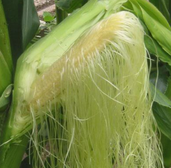 İbrahim Saraçoğlu öneriyor: Günde 2 bardak için kolesterole veda edin