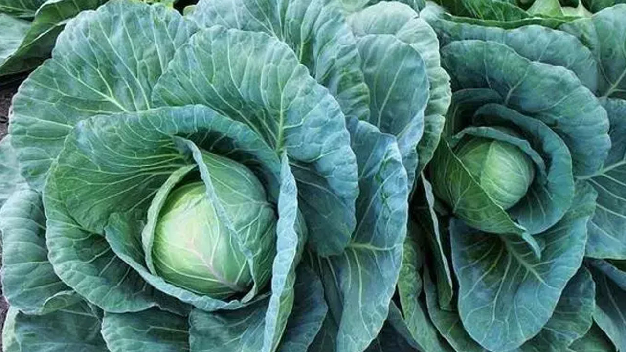 Foto - İbrahim Saraçoğlu işaret etti: B12 eksikliğini tarihe gömüyor, kabızlığı bitiriyor! 