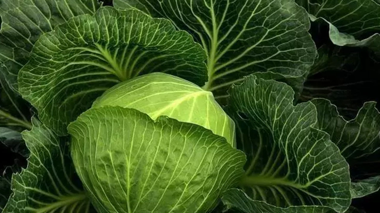 Foto - İbrahim Saraçoğlu işaret etti: B12 eksikliğini tarihe gömüyor, kabızlığı bitiriyor! 