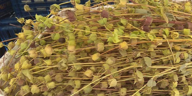 Foto - İbrahim Saraçoğlu'ndan koronavirüse karşı gargara tarifi: Övgü ile açıkladı! Yoğun talep arttı 