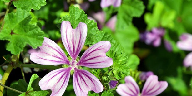 Foto - İbrahim Saraçoğlu'ndan koronavirüse karşı gargara tarifi: Övgü ile açıkladı! Yoğun talep arttı 