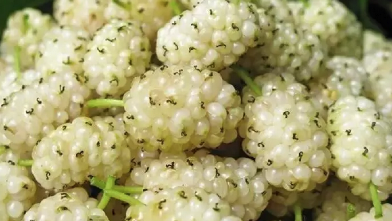 Foto - İbrahim Saraçoğlu'nun mucize tarifi: Egzamanın en doğal çaresi! 