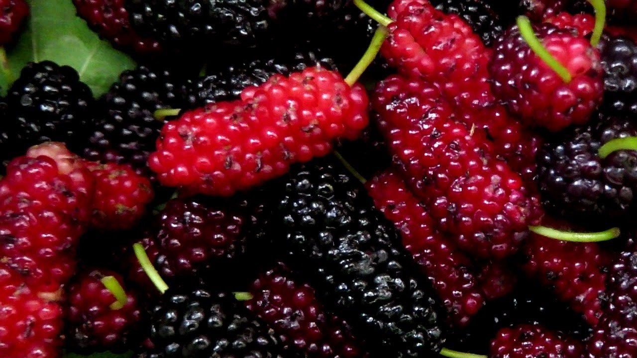 Foto - İbrahim Saraçoğlu'nun mucize tarifi! Evinde tıkalı damarları yağ çözücü gibi açıyor, Egzamanın en doğal çaresiymiş! 