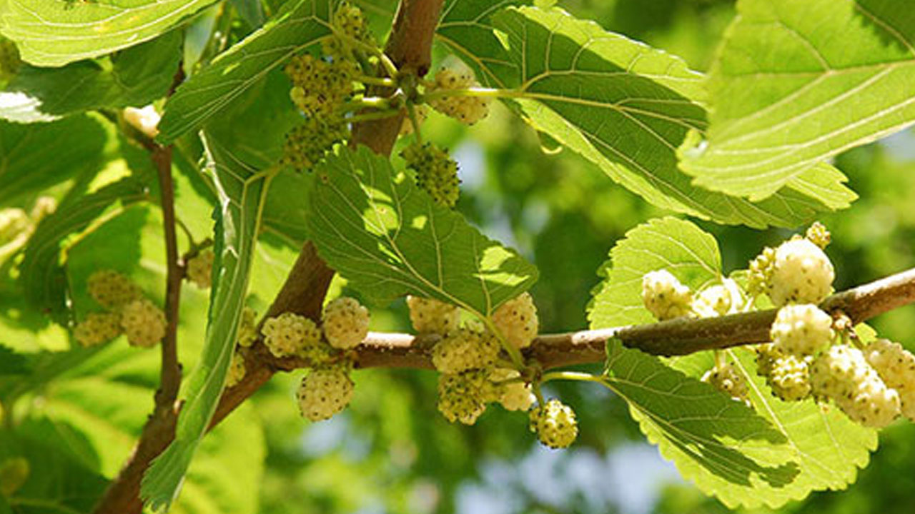 Foto - İbrahim Saraçoğlu'nun mucize tarifi! Evinde tıkalı damarları yağ çözücü gibi açıyor, Egzamanın en doğal çaresiymiş! 