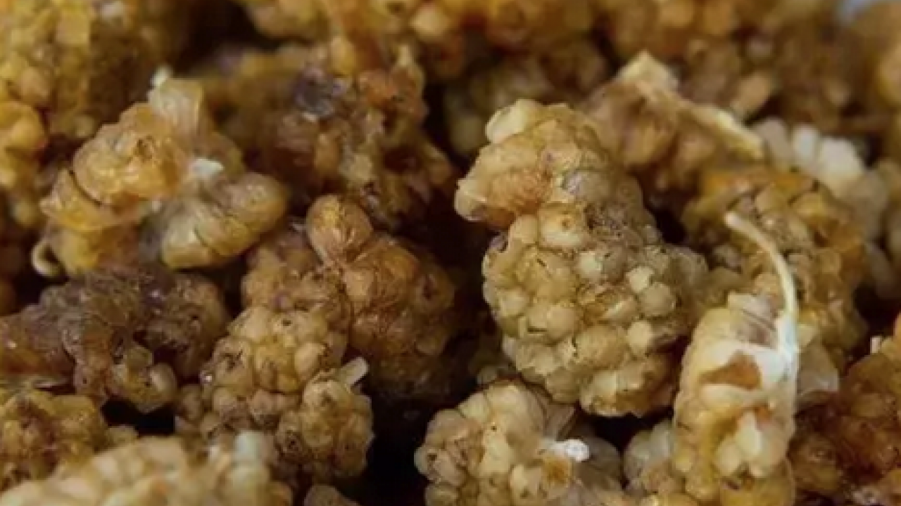 Foto - İbrahim Saraçoğlu'nun mucize tarifi: Padişahların doğal şeker ilacı! Egzamanın en doğal çaresiymiş