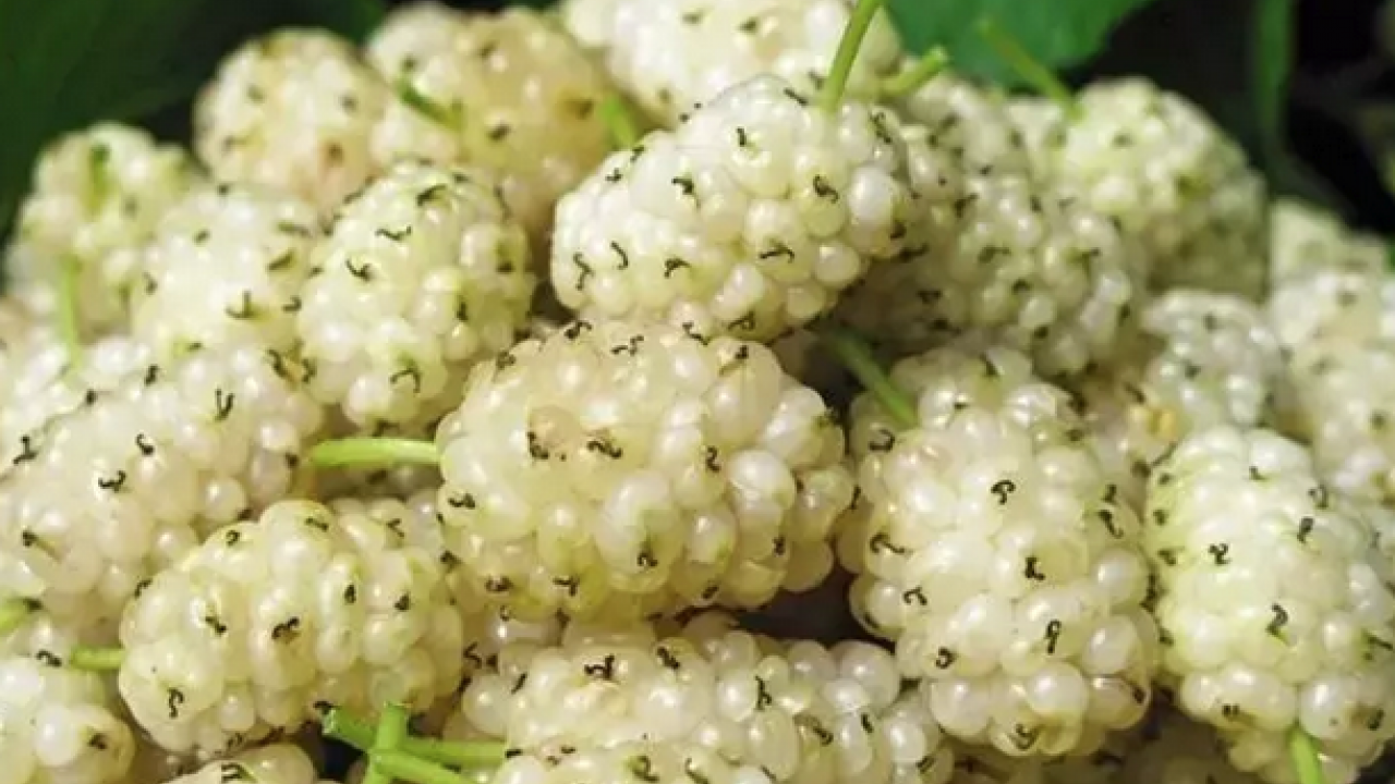 Foto - İbrahim Saraçoğlu'nun mucize tarifi: Padişahların doğal şeker ilacı! Egzamanın en doğal çaresiymiş