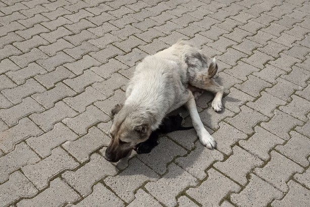 Foto - İbretlik... Anne köpek, ölen yavrusunun başından ayrılmıyor