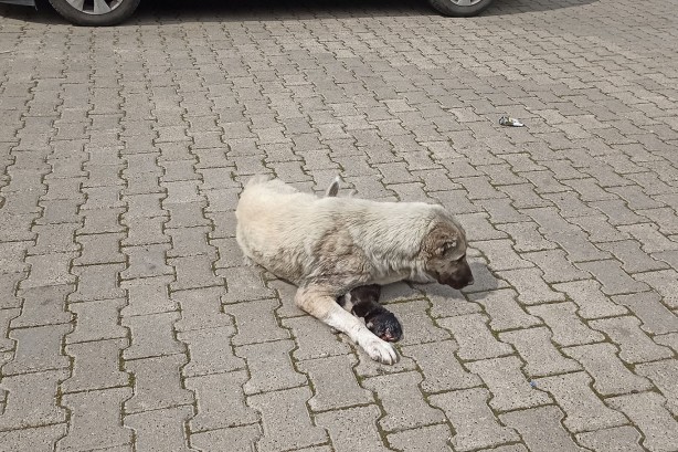 Foto - İbretlik... Anne köpek, ölen yavrusunun başından ayrılmıyor