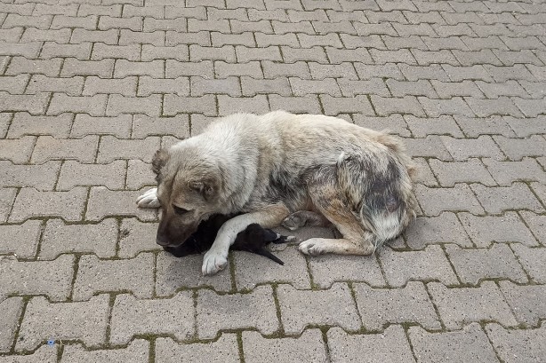 Foto - İbretlik... Anne köpek, ölen yavrusunun başından ayrılmıyor