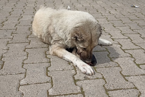 Foto - İbretlik... Anne köpek, ölen yavrusunun başından ayrılmıyor