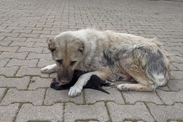 İbretlik... Anne köpek, ölen yavrusunun başından ayrılmıyor